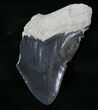 Partial Bone Valley Megalodon Tooth #29429-1